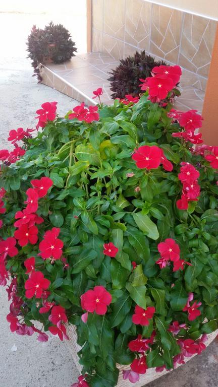 La Casa Dei Nonni Bed & Breakfast Campagna Dış mekan fotoğraf